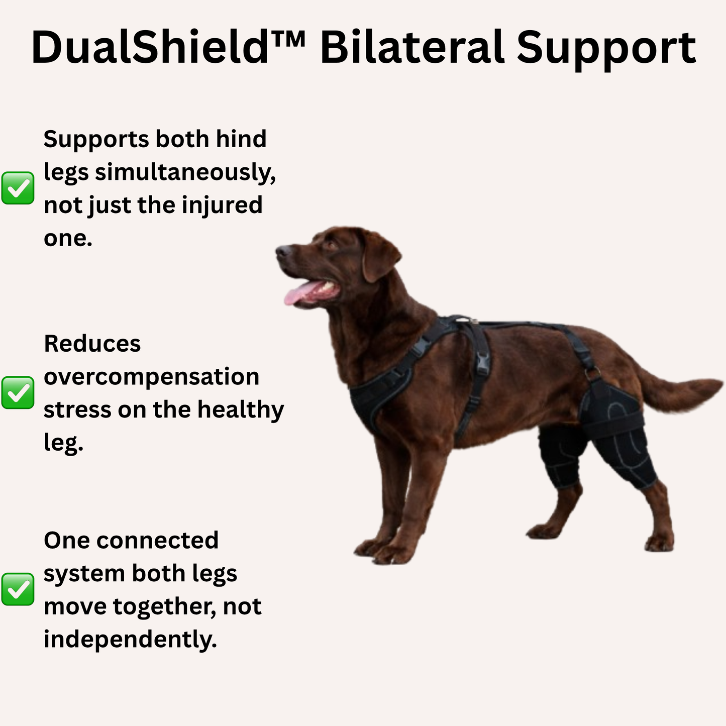 Knee Brace for Dogs